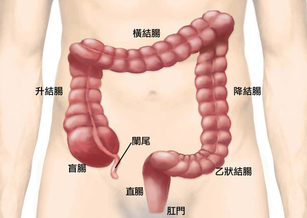 COLON_Image4_withnames.jpg COLON_Image4_withnames.jpg