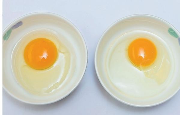 右邊是沒有浸泡50℃溫水的蛋；左邊則是有浸泡的蛋。左邊的雞蛋蛋黃顏色變濃，蛋白富有彈性，整體隆起。