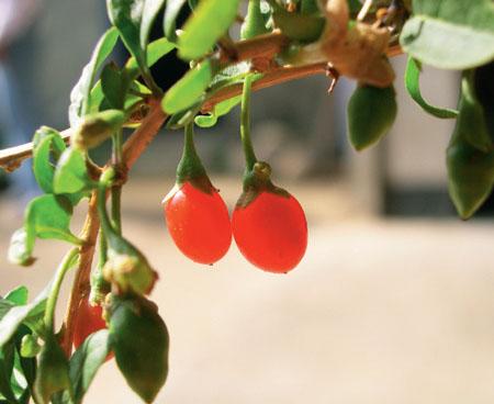 枸杞紅豔的果實非常可愛。
