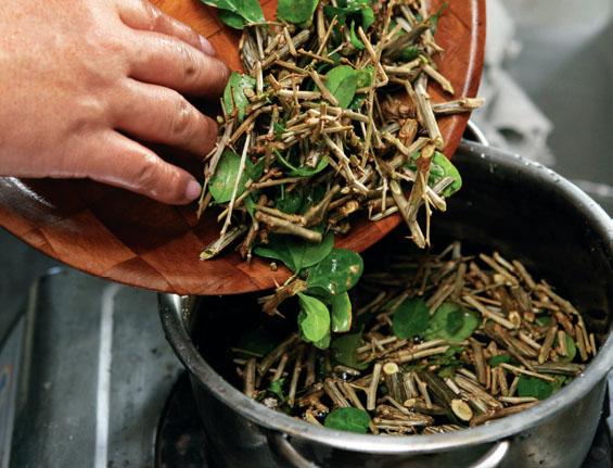 不只枸杞子，枸杞的莖、葉也可以煮成茶飲。