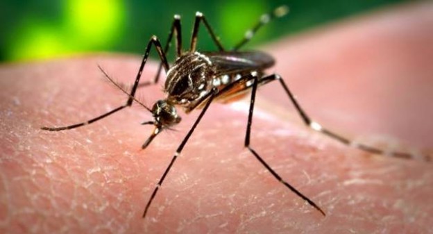mosquito 埃及斑蚊 蚊子 登革熱