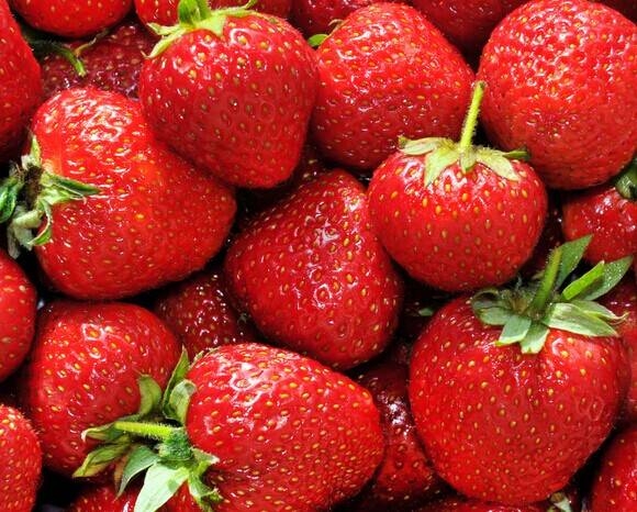 一位蜂農的忠告：珍惜生命遠離草莓！！！...