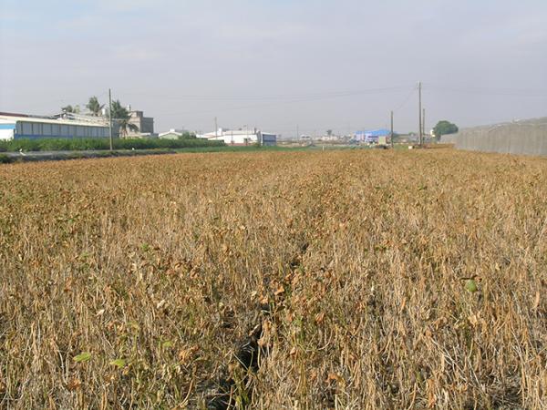 紅豆收穫前，施用巴拉刈落葉劑可使枝葉乾燥，便於機械採收。