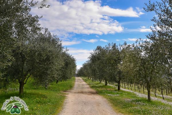 Frantoio di Valnogaredo莊園已傳承三代，栽種FRANTOIO單一品種橄欖樹製油