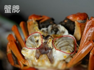 蟹腮：兩排“小扇子” 打開蟹殼後在蟹身上的兩排灰色扇狀軟綿綿的組織就是蟹腮了。 蟹腮是螃蟹的呼吸系統，也不宜食用。