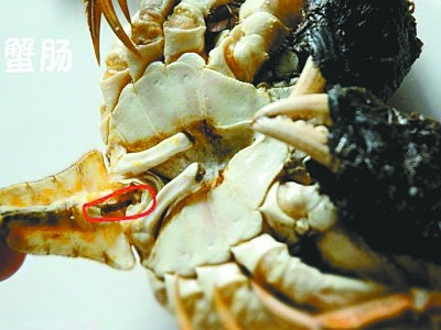 蟹腸：蟹胃通到蟹臍的一條黑線蟹腸位於螃蟹下腹部的那塊可以掰開的三角內。 打開三角可以看到它頂端連接蟹身的一條黑線。