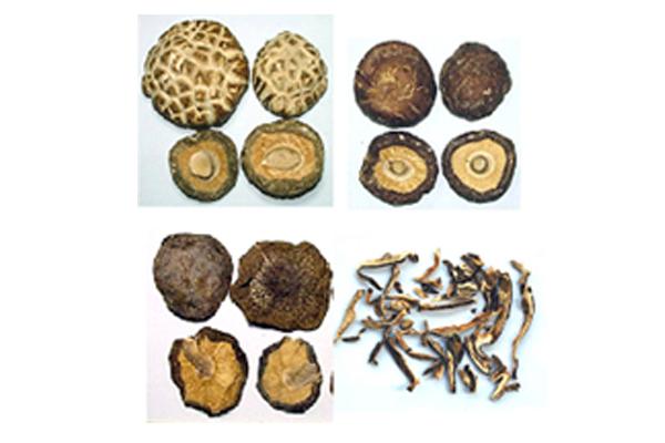 大陸菇的菇腳很短，香氣很淡或有異味。