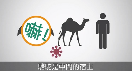 太可怕了！MERS的起源不是駱駝，而是台灣常出現的這個動物！...