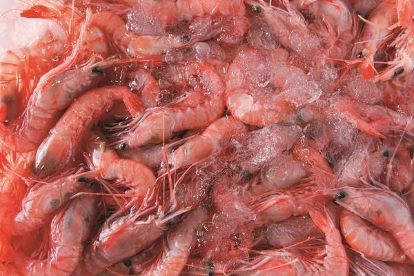 蝦子含有豐富的蛋白質及少量脂肪，適合減重的人食用。