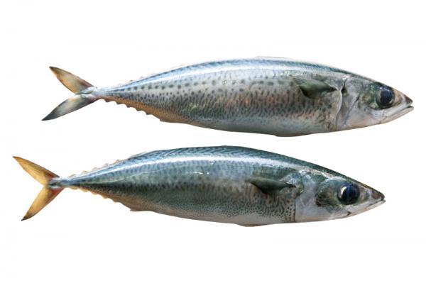 鯖魚營養價值高，除具有優質蛋白質，脂溶性之維生素A 與E 含量亦高，有助於人體視力保健。