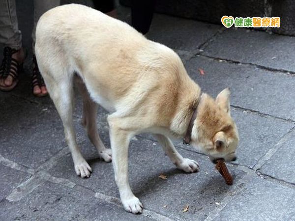 12人染狂犬病致死女遊峇里島遭犬咬傷...