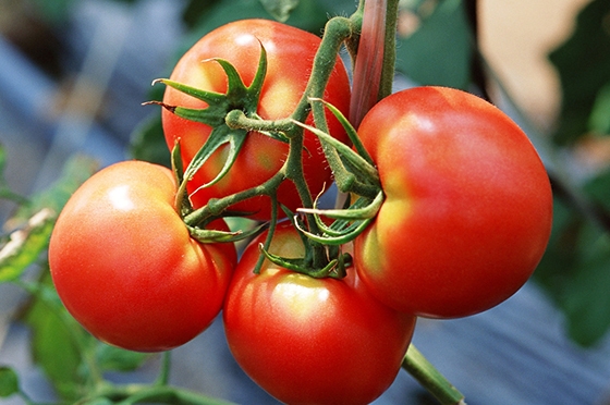 看看就好！這種西紅柿減肥法實在太強，一直瘦下去還得了.......