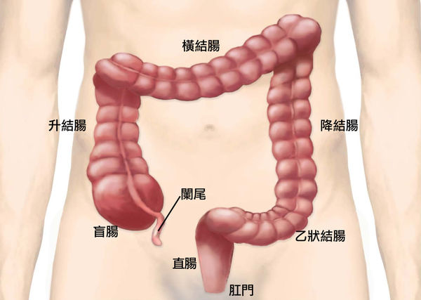 COLON_Image4_withnames.jpg