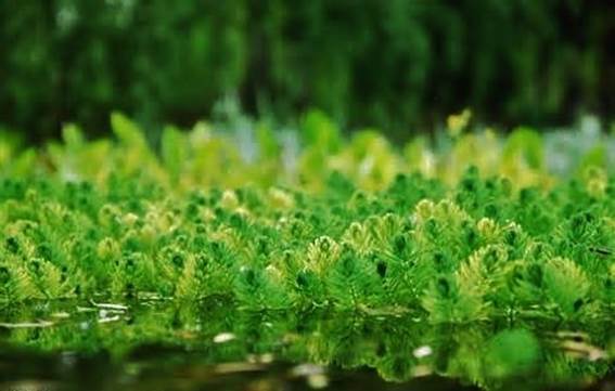 小球藻=綠色活性碳=綠藻=微藻=藻類排毒=排毒=茯加力藻=調節血脂=全食營養=CV-66=三酸甘油酯=膳食纖維=高血脂=降體脂=水性纖維=長壽=綠藻排毒=去塑化劑=油脂排出=重金屬排出=糖尿病=黃麴毒素