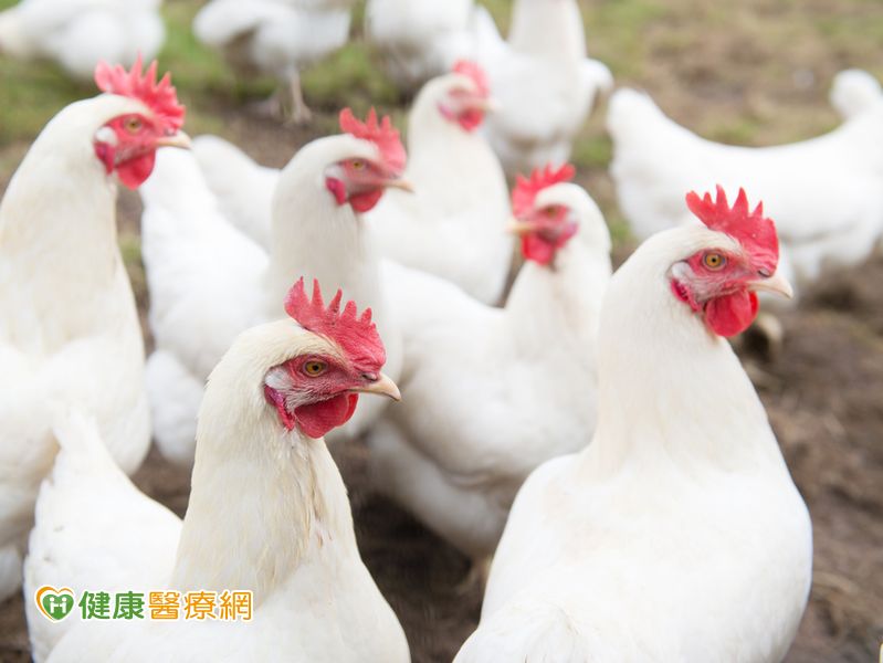 中國H7N9病例持續增加避免接觸禽鳥及活禽市場...