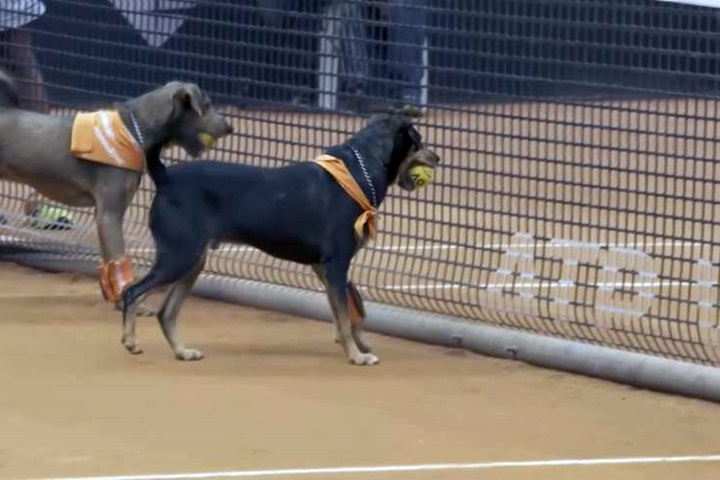 巴西網球公開賽流浪犬連續3年當球僮...