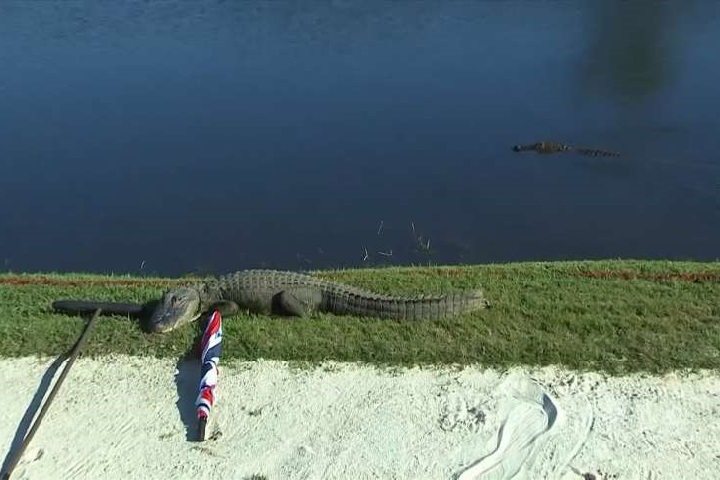 「最威觀眾」趕不走高爾夫球賽遭鱷魚擋道...